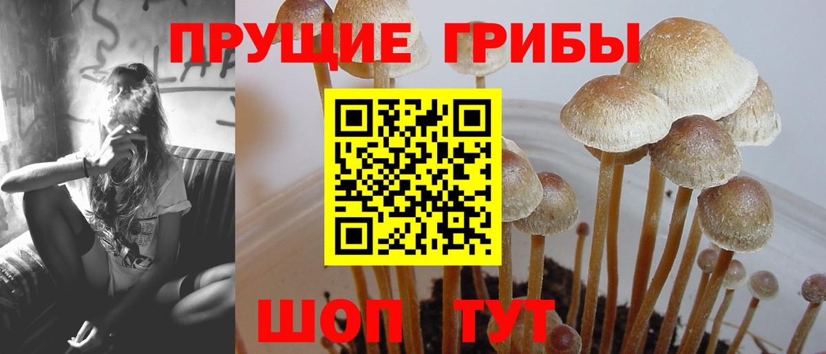 Псилоцибиновые грибы Psilocybe Сафоново